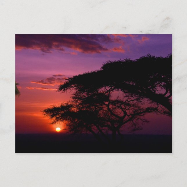 AFRIKA: Serengeti Sunset Postkarte (Vorderseite)