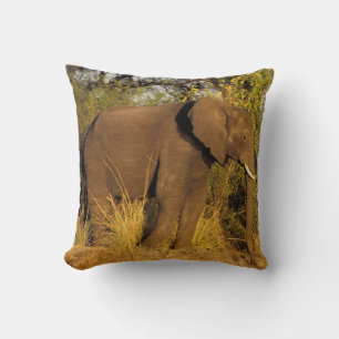Afrika, Simbabwe, Victoria-Fälle-Nationalpark. Kissen