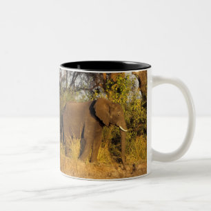 Afrika, Simbabwe, Victoria-Fälle-Nationalpark. Zweifarbige Tasse