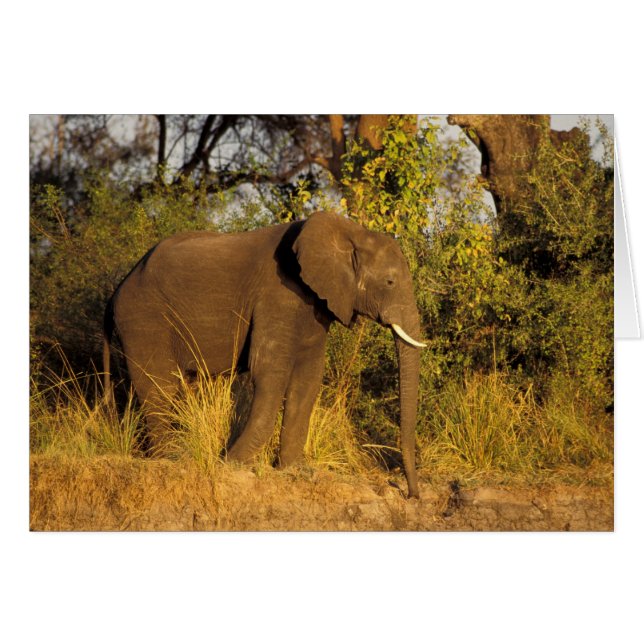 Afrika, Simbabwe, Victoria Falls National Park. (Vorderseite (Horizontal))