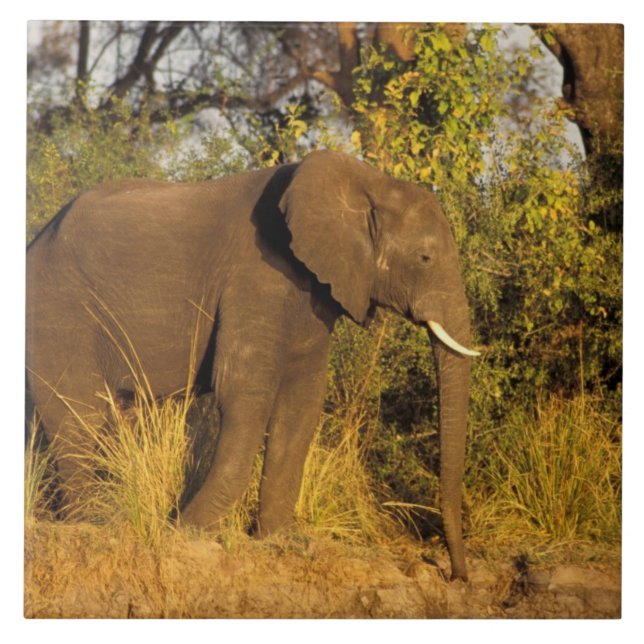 Afrika, Simbabwe, Victoria Falls National Park. Fliese (Vorderseite)
