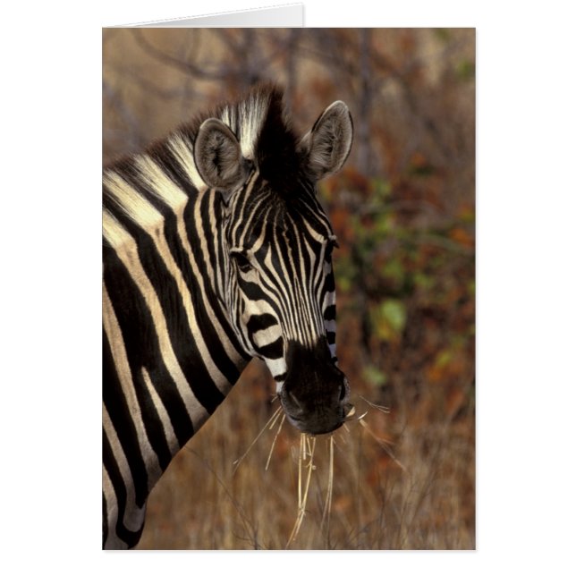 Afrika, Südafrika, Krüger NP Zebra-Portrait (Vorne)