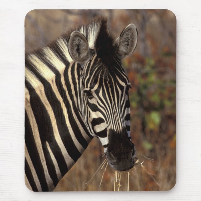 Afrika, Südafrika, Krüger NP Zebra-Portrait Mousepad (Vorne)