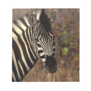 Afrika, Südafrika, Krüger NP Zebra-Portrait Notizblock