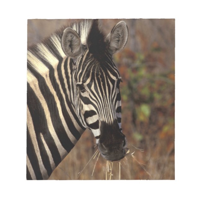 Afrika, Südafrika, Krüger NP Zebra-Portrait Notizblock (Vorderseite)