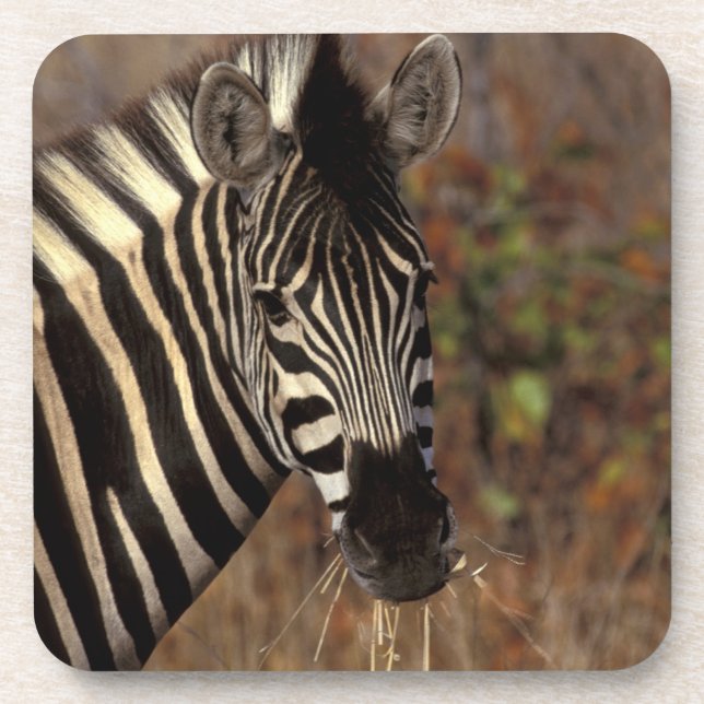 Afrika, Südafrika, Krüger NP Zebra-Portrait Untersetzer (Vorderseite)