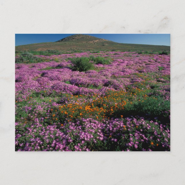 Afrika, Südafrika, Namaqualand, Orange und Postkarte (Vorderseite)