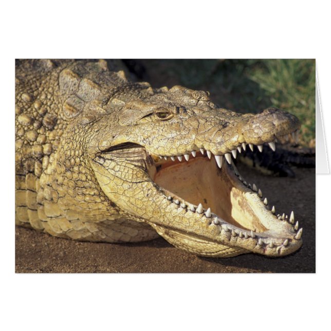 Afrika, Südafrika, Nilkrokodil (Vorderseite (Horizontal))