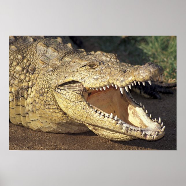Afrika, Südafrika, Nilkrokodil Poster (Vorne)