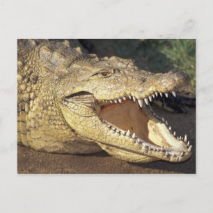 Afrika, Südafrika, Nilkrokodil Postkarte