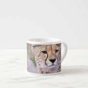 Afrika, Südafrika, Tswalu-Reservat. Geparden Espressotasse