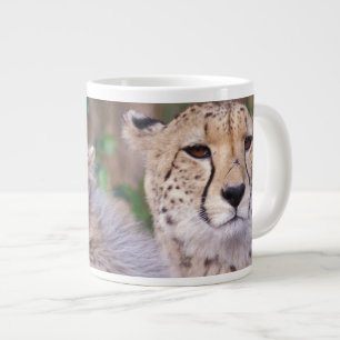 Afrika, Südafrika, Tswalu-Reservat. Geparden Jumbo-Tasse