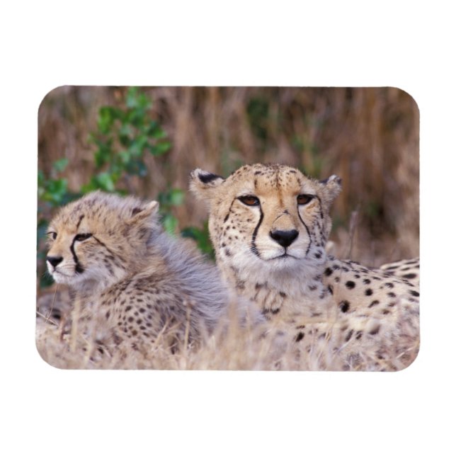 Afrika, Südafrika, Tswalu-Reservat. Geparden Magnet (Horizontal)