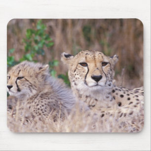 Afrika, Südafrika, Tswalu-Reservat. Geparden Mousepad