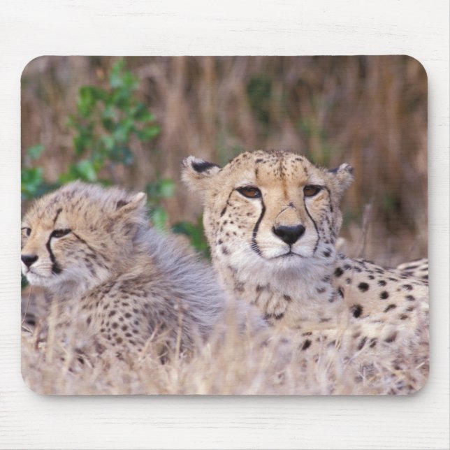 Afrika, Südafrika, Tswalu-Reservat. Geparden Mousepad (Vorne)
