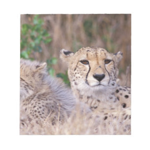 Afrika, Südafrika, Tswalu-Reservat. Geparden Notizblock