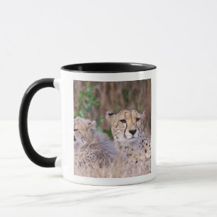 Afrika, Südafrika, Tswalu-Reservat. Geparden Tasse