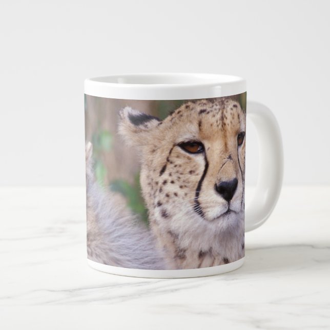 Afrika, Südafrika, Tswalu Reserve. Cheetahs Jumbo-Tasse (Vorderseite Rechts)
