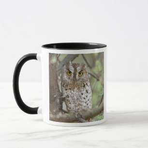 Afrika. Tansania. Afrikanische Zwergohreule in Tar Tasse