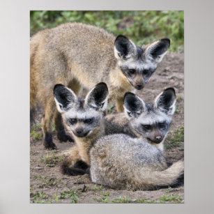 Afrika. Tansania Bat-Eared Foxes in Ndutu in Poster