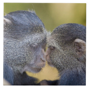 Afrika. Tansania. Blaue Meerkatzenmutter mit Jungt Fliese