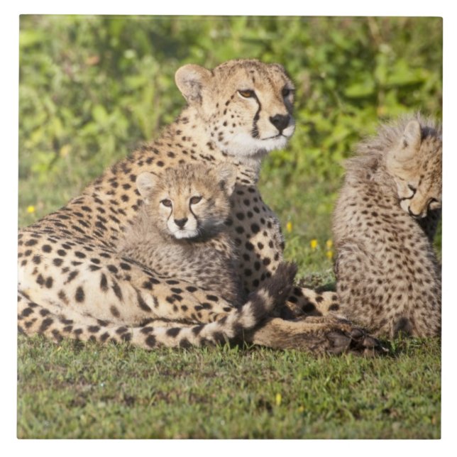 Afrika. Tansania Cheetah Mutter und Jungen 2 Fliese (Vorderseite)