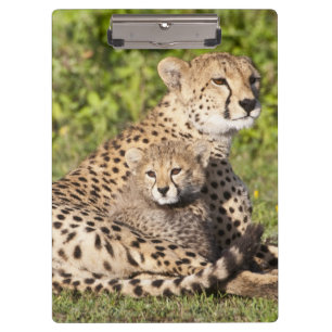 Afrika. Tansania Cheetah Mutter und Jungen 2 Klemmbrett