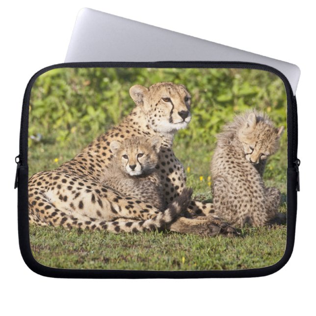 Afrika. Tansania Cheetah Mutter und Jungen 2 Laptopschutzhülle (Vorderseite)