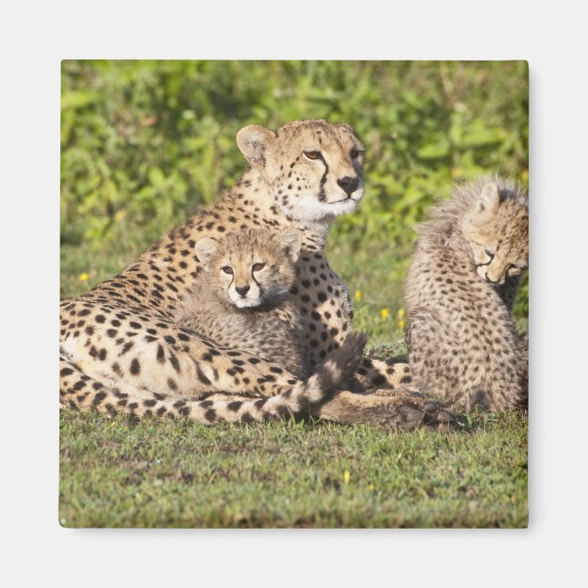 Afrika. Tansania Cheetah Mutter und Jungen 2 Magnet (Vorne)