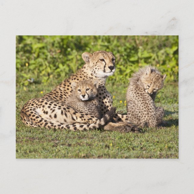 Afrika. Tansania Cheetah Mutter und Jungen 2 Postkarte (Vorderseite)
