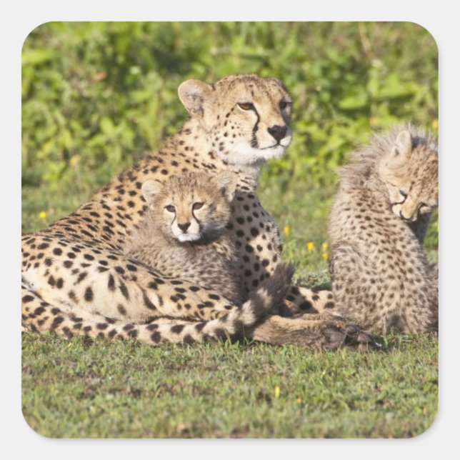 Afrika. Tansania Cheetah Mutter und Jungen 2 Quadratischer Aufkleber (Vorderseite)