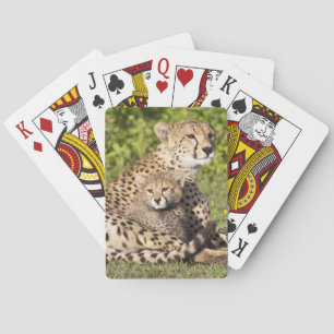 Afrika. Tansania Cheetah Mutter und Jungen 2 Spielkarten
