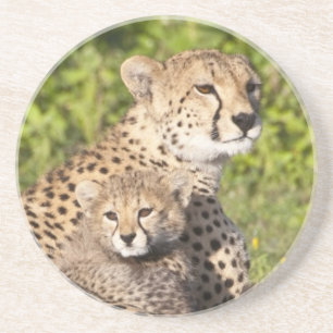 Afrika. Tansania Cheetah Mutter und Jungen 2 Untersetzer