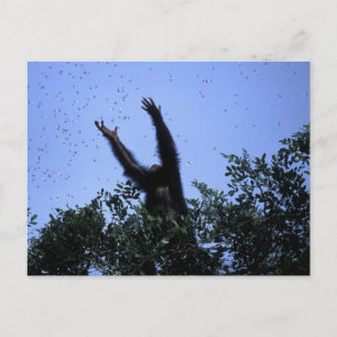 Afrika, Tansania, der Glitzer fliegt Postkarte