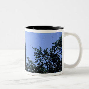 Afrika, Tansania, der Glitzer fliegt Zweifarbige Tasse