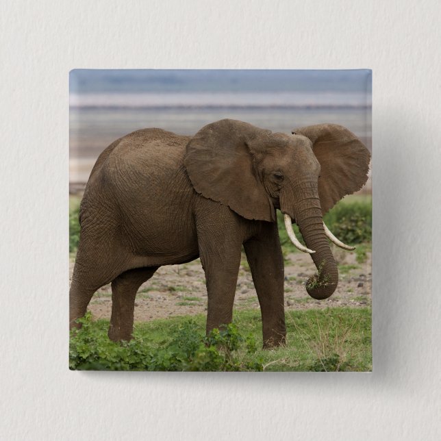 Afrika. Tansania. Elefant am Lake Manyara NP. Button (Vorderseite)