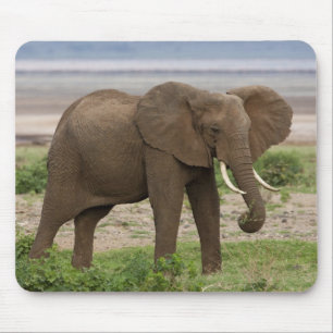 Afrika. Tansania. Elefant am Lake Manyara NP. Mousepad