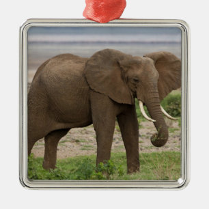 Afrika. Tansania. Elefant am Lake Manyara NP. Ornament Aus Metall