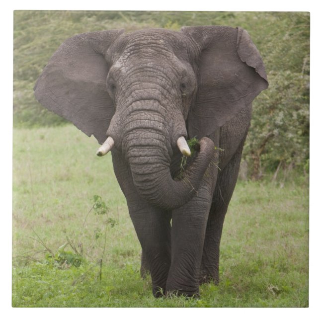 Afrika Tansania Elefant am Ngorongoro-Krater Fliese (Vorderseite)