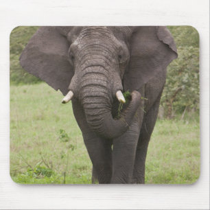 Afrika Tansania Elefant am Ngorongoro-Krater Mousepad