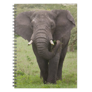Afrika Tansania Elefant am Ngorongoro-Krater Notizblock
