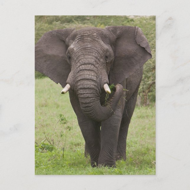 Afrika Tansania Elefant am Ngorongoro-Krater Postkarte (Vorderseite)