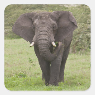 Afrika Tansania Elefant am Ngorongoro-Krater Quadratischer Aufkleber