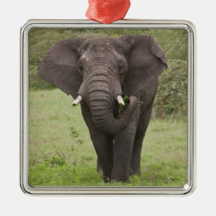 Afrika Tansania Elefant am Ngorongoro-Krater Silbernes Ornament