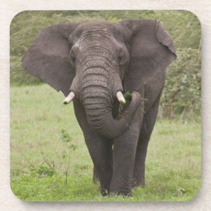 Afrika Tansania Elefant am Ngorongoro-Krater Untersetzer