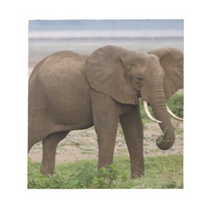 Afrika. Tansania. Elefant im Lake Manyara NP. Notizblock