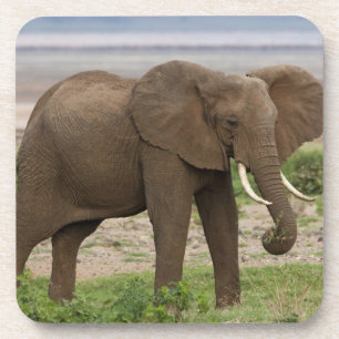 Afrika. Tansania. Elefant im Lake Manyara NP. Untersetzer