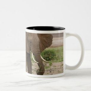 Afrika. Tansania. Elefant im Lake Manyara NP. Zweifarbige Tasse