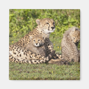 Afrika. Tansania. Gepardenmutter und Junge 2 Magnet