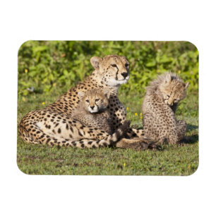 Afrika. Tansania. Gepardenmutter und Junge 2 Magnet
